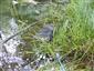 potápnik dvojčiarový (13.5.2014)